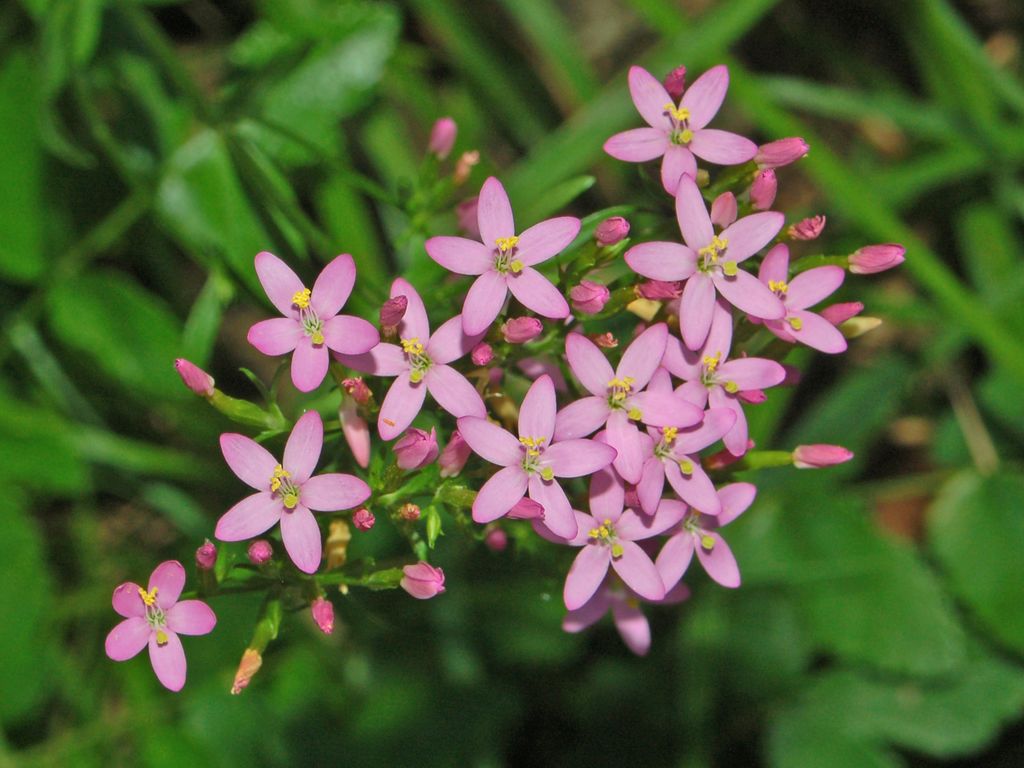 Centaurium erythraea